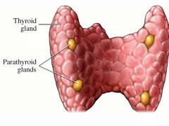 【疾病】甲状旁腺功能减退