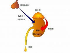 什么是抗利尿激素？