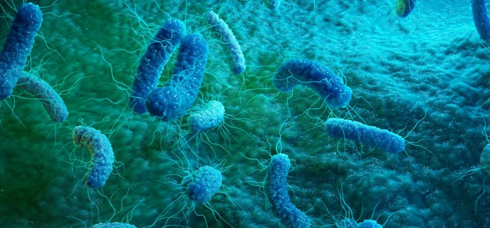 microscopic-image-bacteria.jpg