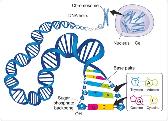 什么是DNA饮食？