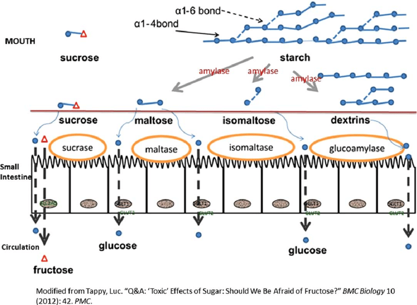 FIG-URE-1-The-process-of-starch-digestion-and-glucose-absorption-in-humans.png