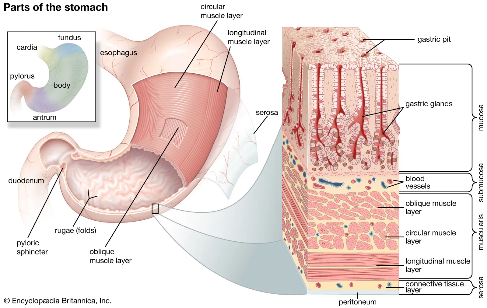 胃结构.jpg