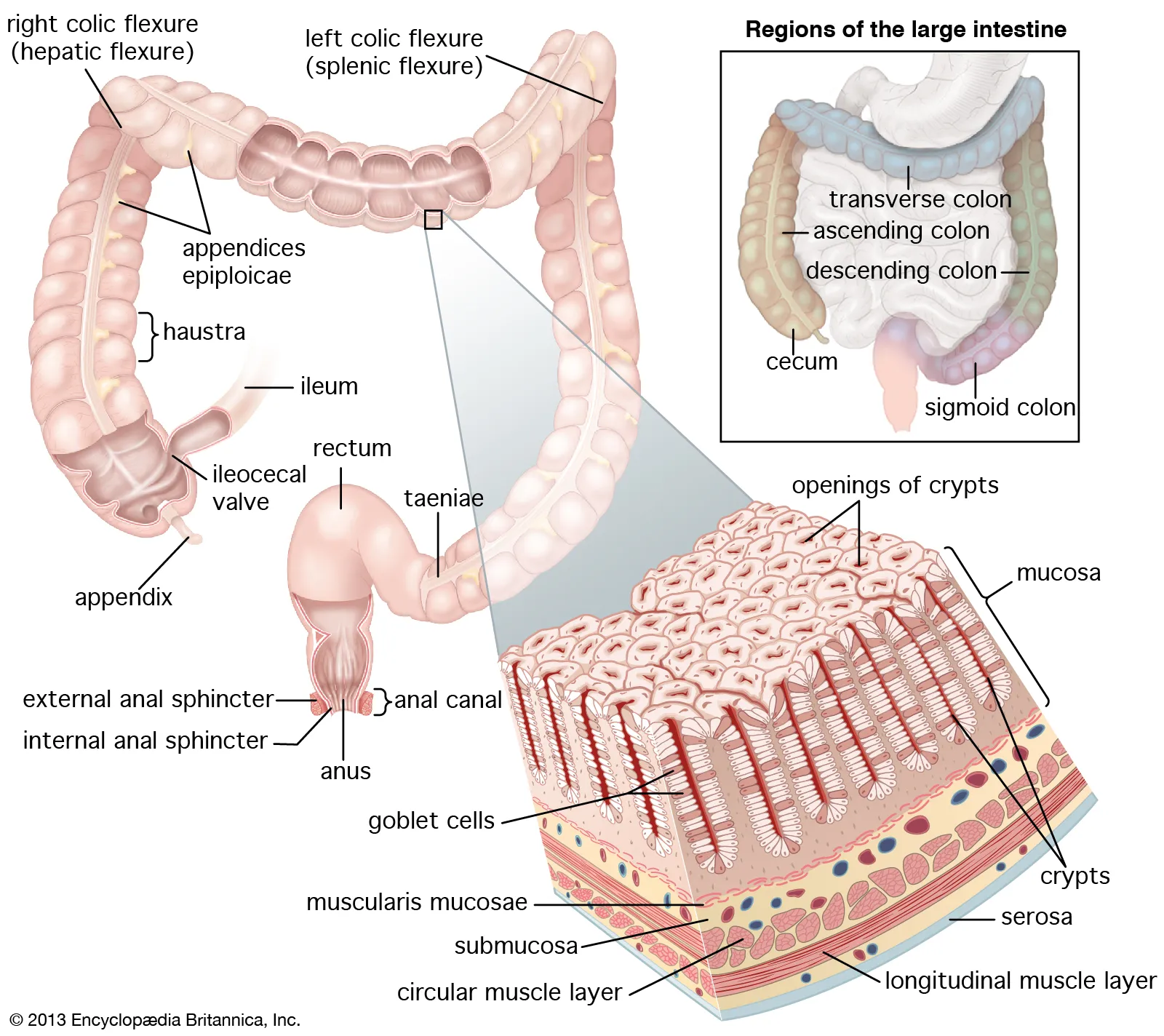大肠结构.jpg